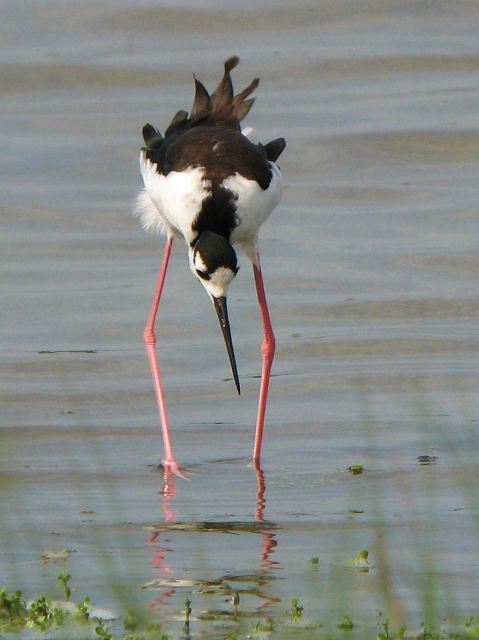 Black-necked Stilt Black-necked Stilt